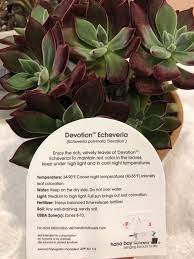 Devotion Echeveria Echeveria Care Succulent Care Echeveria
