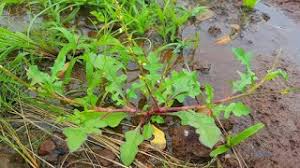 Image result for Oxygonum