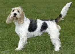 Image result for malý vendéeský hrubosrstý honič