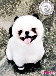 Immerse the sponge into the bowl until it is submerged into the color. Turn Domestic Dog Into A Uniquely Designed Pooch With A Raccoon Design Using Opawz Super Black Permanent Pet Hair Dye Opawz