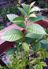 Image result for Strophanthus eminii