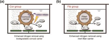 Grupa majora reprezinta prima cifra din cod. Enhanced Nitrogen Removal From Low C N Wastewater Using Biodegradable And Inert Carriers Performance And Microbial Shift Sciencedirect