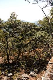 Image result for Brachystegia