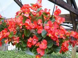 Wax Begonia Care Do Wax Begonias Like Sun Or Shade In 2020 Bathroom Plants Plants Begonia