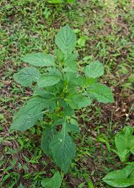 Image result for Crassocephalum crepidioides