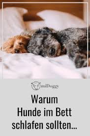In vielen hunde ruht ein beschützerinstinkt. Hier Erfahrt Ihr Warum Euer Hund Mit Euch Im Bett Schlafen Sollte Produkttest Hunde Schlafen Hunde Bett Hunde