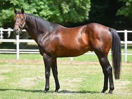 By the legendary showjumping stallion cornet obolensky. Super Saver Stallion Register Online