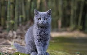 Why buy a russian blue kitten for sale if you can adopt and save a life? Russian Blue Cat Breed Information Home Living