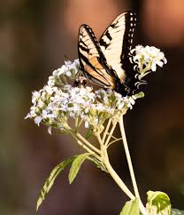 Image result for Buchnera libenii