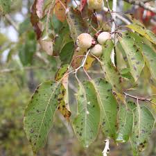 Image result for Diospyros