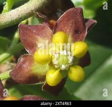 Image result for Pentarrhinum insipidum