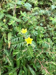 Image result for Tribulus terrestris