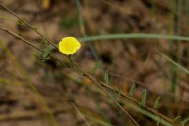 Image result for Xenostegia