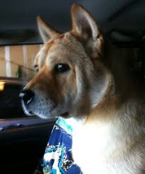 The dogs were originally bred to hunt in mountainous areas of the country for wild game like boar. Shiba Inu Chow Chow Shar Pei Mix Dog For Adoption Near Seattle Adopt Pee Pee Today