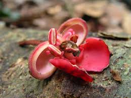 Image result for Gilbertiodendron dewevrei