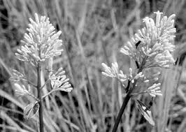 Image result for Eriosema flexuosum