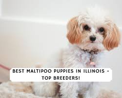 Although the maltipoo isnt recognized by the akc, theyre one of the most popular dog breeds in america! Best Maltipoo Puppies In Illinois Top 6 Breeders 2021 We Love Doodles