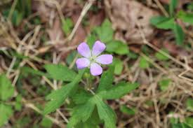 Image result for Geranium vagans