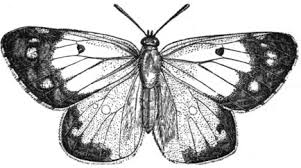 As a member, you get immediate access to: The Project Gutenberg Ebook Of Glimpses Of Nature And Objects Of Interest Described During A Visit To The Isle Of Wight By Mrs Loudon