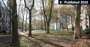 London planetree, london plane, hybrid plane. London Plane A Tree With Gritty Roots The New York Times