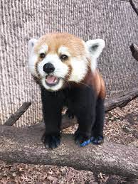 Please Follow Iloveredpandas Rare Blue Footed Panda Redpanda Panda Cutebear Bear Animal Firefox Panda Pandabear Red Panda Baby Red Panda Cute Animals