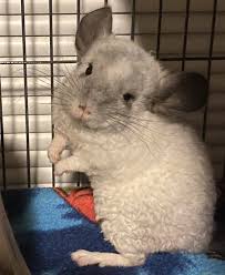 Mn pocket pet rescue is a 501(c)(3) organization primarily serving the twin cities pet store owners, contact us for wholesale prices. Weeping Willow Farm Is Chinchillas Mini Donkey Mini Horse Black Swans Peacocks Located In De Leon Springs Florida Owned By Jay Cindy Smith