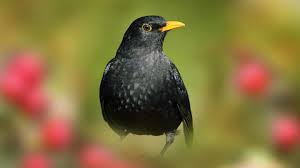 Blackbird has been acquired by surf air! Blackbird Turdus Merula British Birds Woodland Trust
