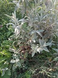 Image result for Tarchonanthus trilobus