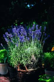 Lavendel Pflanzen Tipps Zur Richtigen Pflege Im Garten Oder Im Topf Lavendel Pflanzen Garten Pflanzen Garten Lavendel
