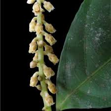 Image result for Rinorea elliptica