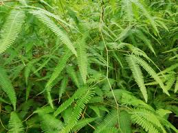 Image result for Pteris linearis