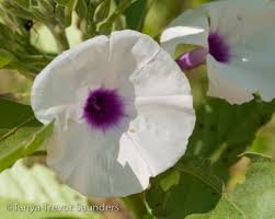 Image result for Astripomoea malvacea