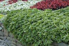 Image result for Pachycarpus spurius