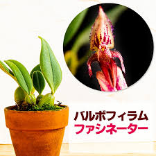 Image result for Bulbophyllum schinzianum