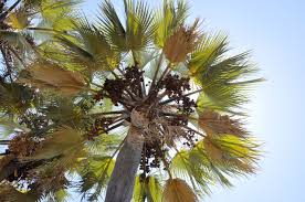 Image result for Hyphaene