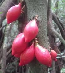 Image result for Connaraceae