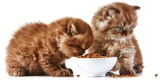 Cat food reviews for 3000+ wet and dry cat food products from 180+ brands. James Wellbeloved Cat Food Review Which