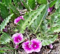 Image result for Ipomoea oenotherae