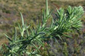 Image result for Ulex