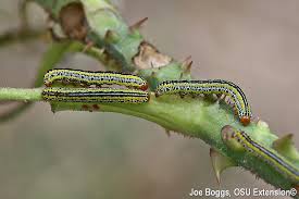 Caterpillar is a manufacturer of construction and mining equipment, diesel and natural gas engines and industrial gas turbines. Stripes Of A Different Kind The Zebra Caterpillar Bygl