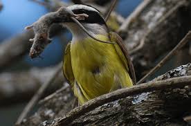Maybe you would like to learn more about one of these? Bem Te Vi Passaros Exoticos