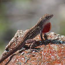 However if the problem is severe consider taking professional help in controlling lizards in we undertake professional lizard control services in delhi and gurgaon. Lizards Catseye Pest Control