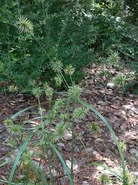 Image result for Lipocarpha nana