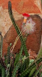 Image result for Kleinia sp.no.1