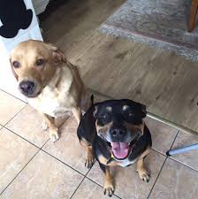 Dogs often dig, scratch and circle before they lie down as a way to get comfortable. Why Is My Dog Digging In The Carpet Holidays4dogs Home Boarding For Dogs