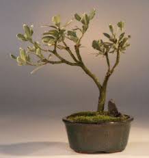 Variegated Japanese Mock Orange Bonsai Tree Pittosporum Tobria Variegatum