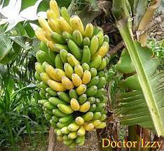 Bagi beberapa orang, buah kiwi dapat menyebabkan alergi, seperti mulut gatal. Jenis Pokok Buah Buahan Untuk Kebun