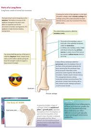 There is a risk of premature fusion of the growth plate. Parts Of Long Bone Osteology Anatomy Bms Basic Medical Study Facebook