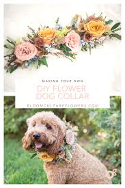Bloom Culture Diy Floral Dog Collar Follow This Easy Step By Step Tutorial That Show You How To Make You Floral Dog Collars Dog Flower Collar Diy Dog Collar