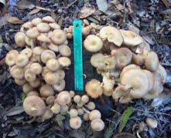 Common Florida Mushrooms Archives Eat The Weeds And Other